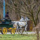 Wagenausfahrt in den Prater-Auen (1)