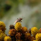 Wagners Wiesenwanze (Lygus wagneri) auf gelber Schafgarbe