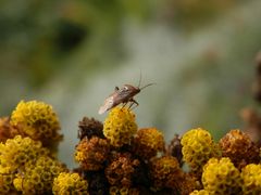 Wagners Wiesenwanze (Lygus wagneri) auf gelber Schafgarbe