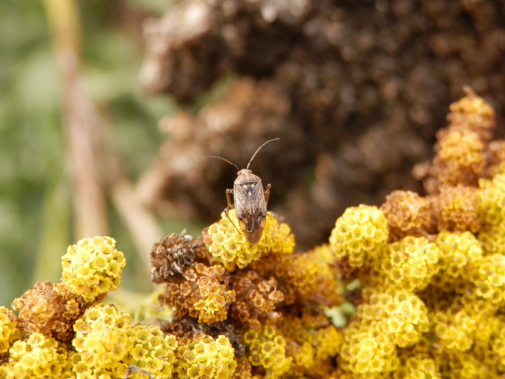 Wagners Wiesenwanze (Lygus wagneri) auf gelber Schafgarbe