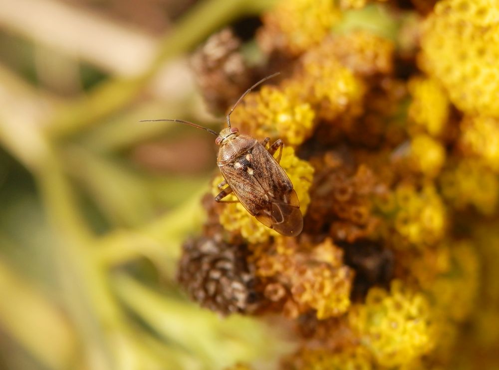 Wagners Wiesenwanze (Lygus wagneri) auf gelber Schafgarbe