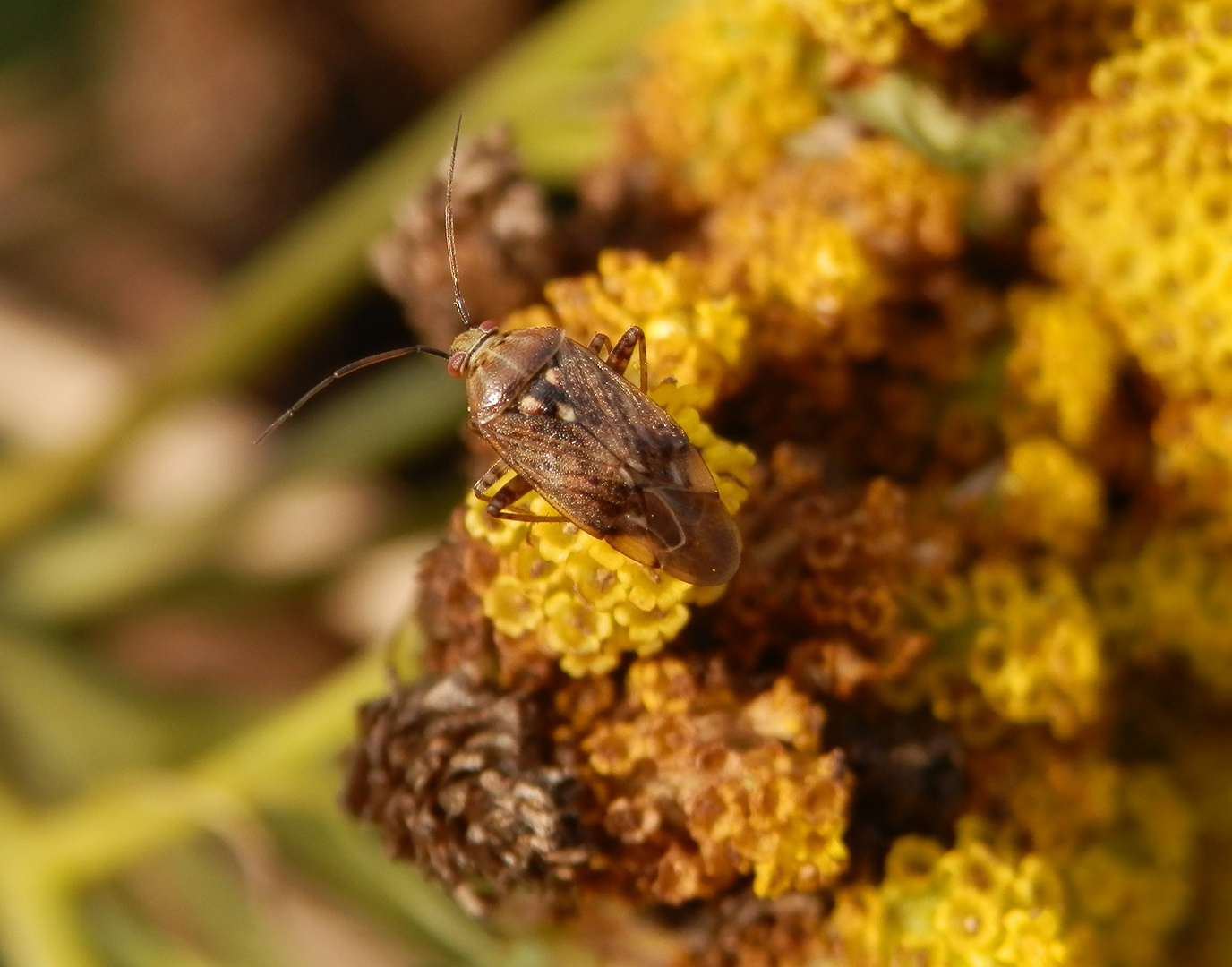 Wagners Wiesenwanze (Lygus wagneri) auf gelber Schafgarbe