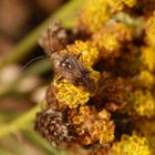 Wagners Wiesenwanze (Lygus wagneri) auf gelber Schafgarbe