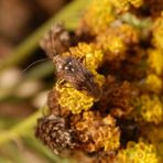 Wagners Wiesenwanze (Lygus wagneri) auf gelber Schafgarbe