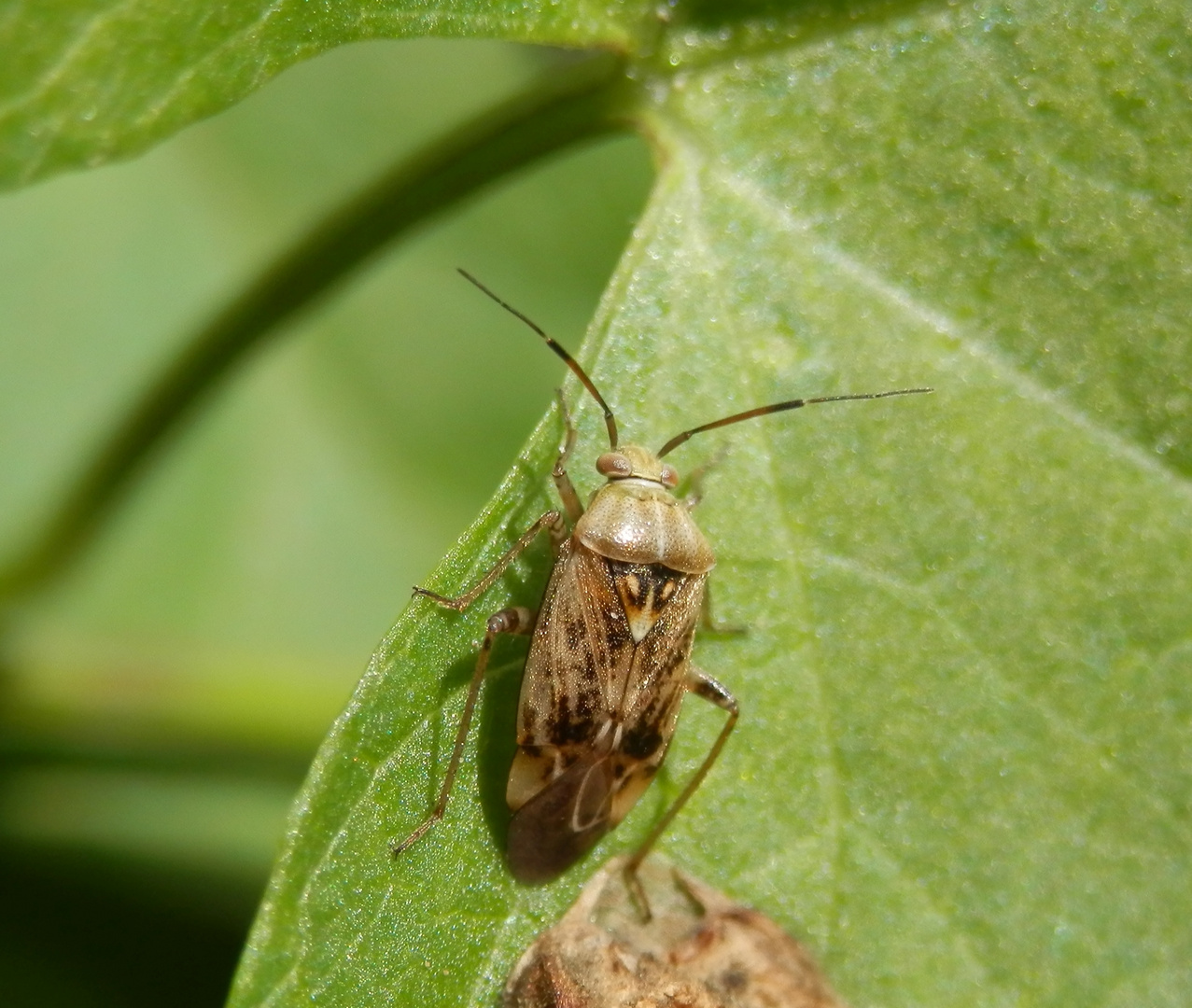 Wagners Wiesenwanze (Lygus wagneri)