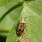 Wagners Wiesenwanze (Lygus wagneri)