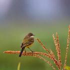 wagtail