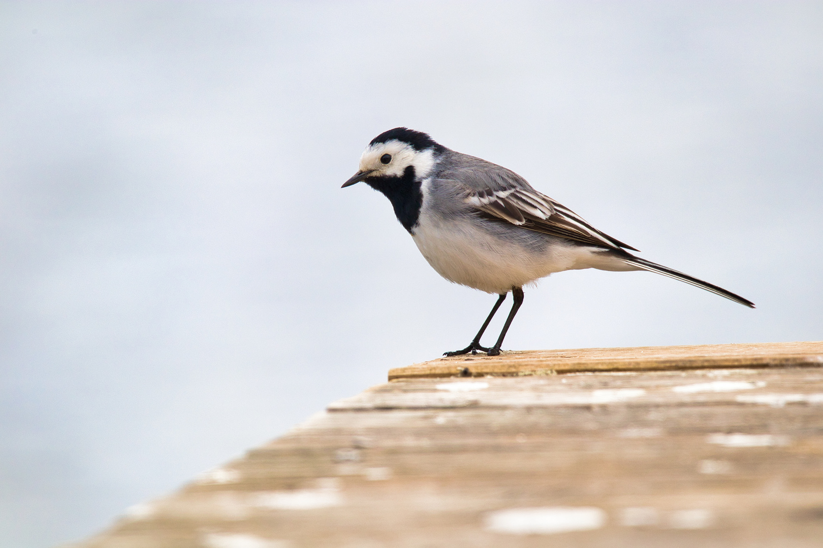 Wagtail