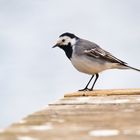 Wagtail