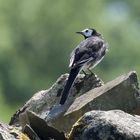 Wagtail