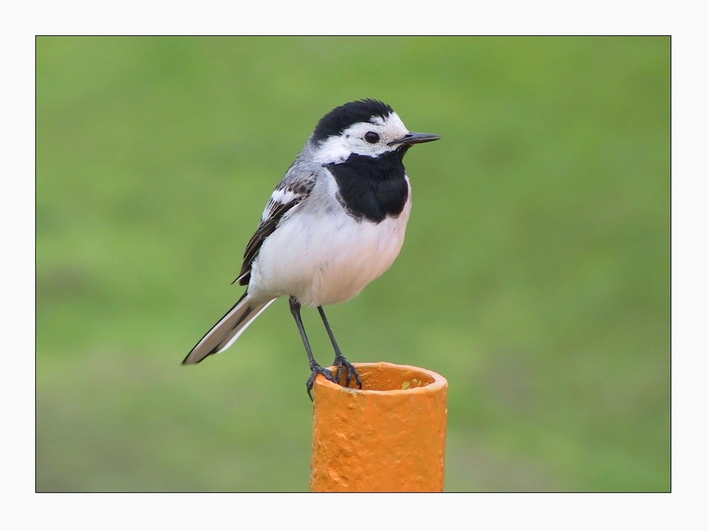 wagtail