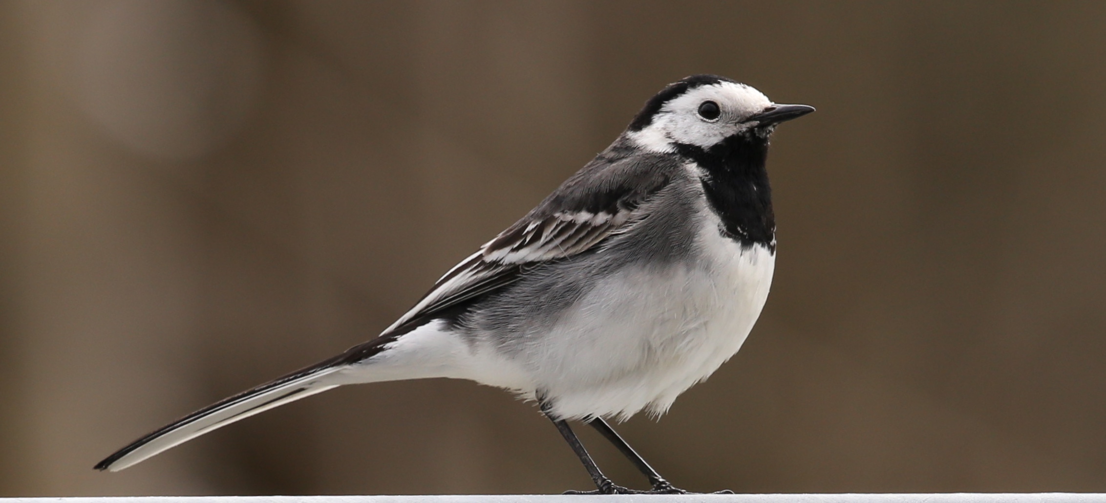 wagtail