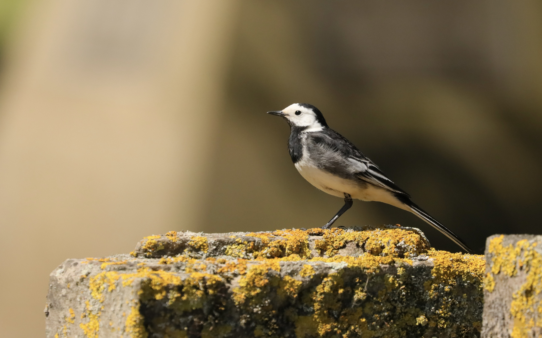 wagtail