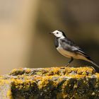 wagtail