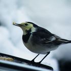 Wagtail