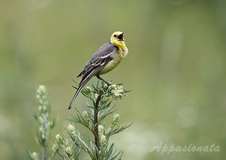 wagtail