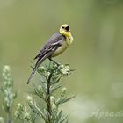 wagtail