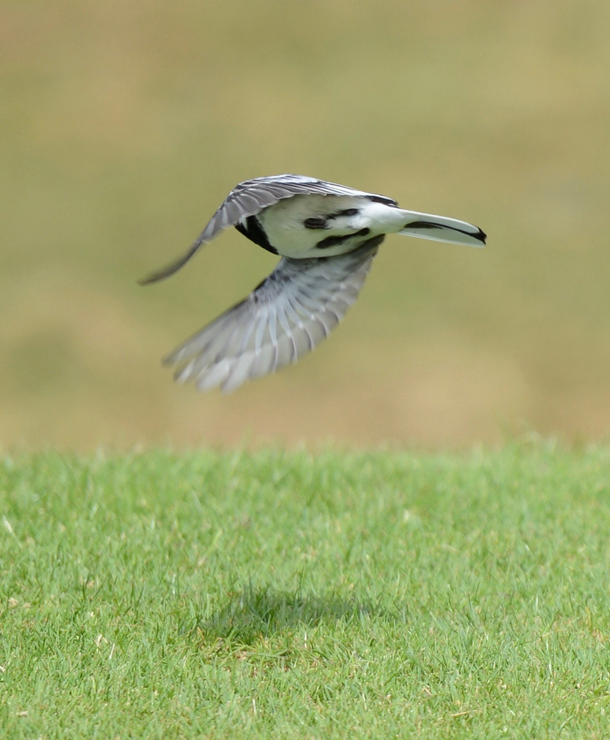 Wagtail 