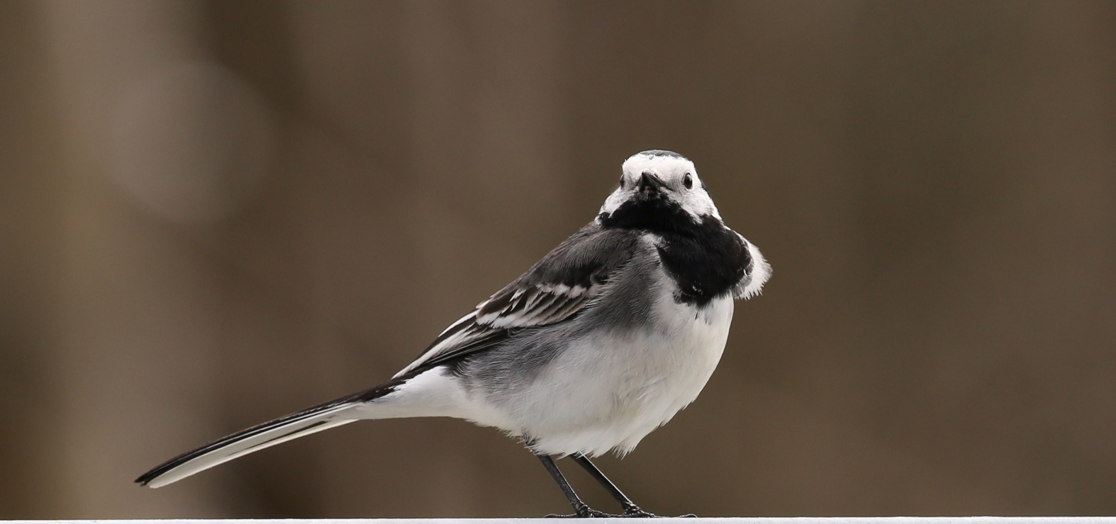 Wagtail