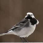 Wagtail