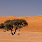Wahiba Sand Wüste