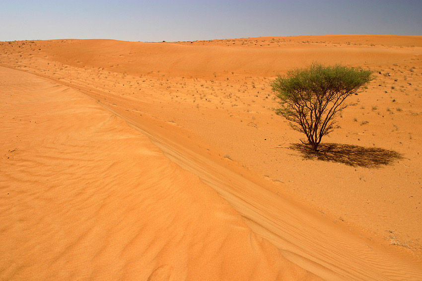 Wahiba Sands