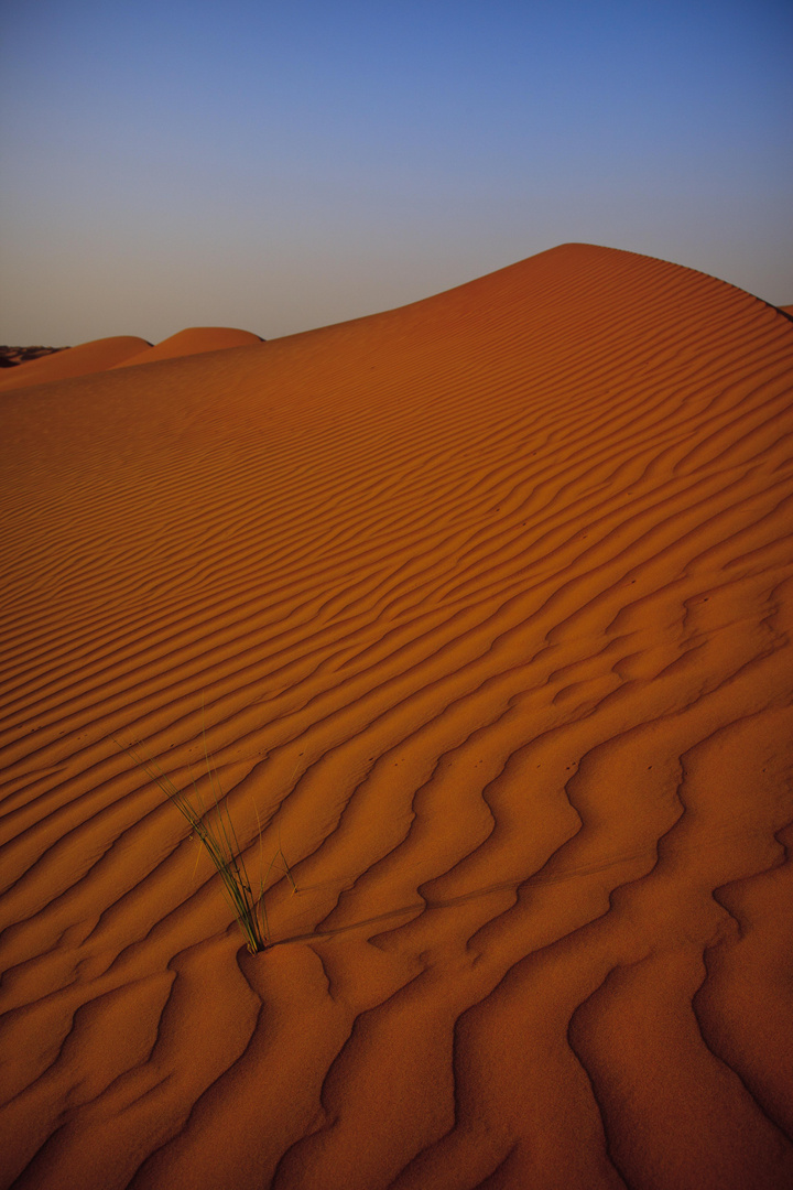 Wahiba Sands, Oman