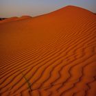 Wahiba Sands, Oman