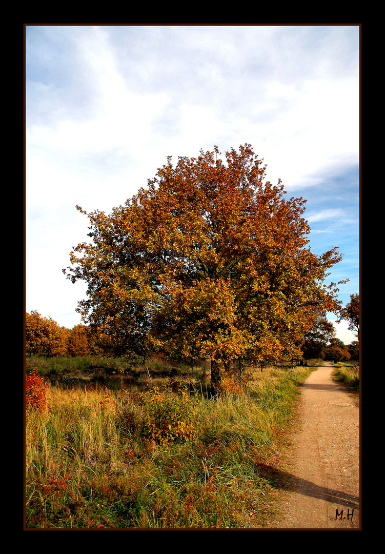 Wahner Heide