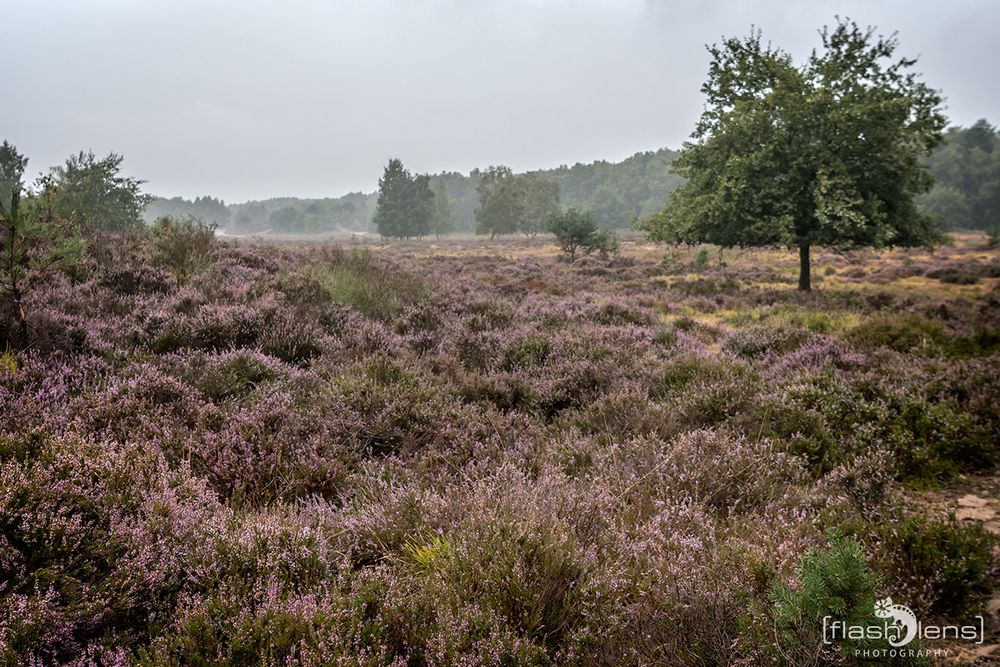 Wahner Heide 012