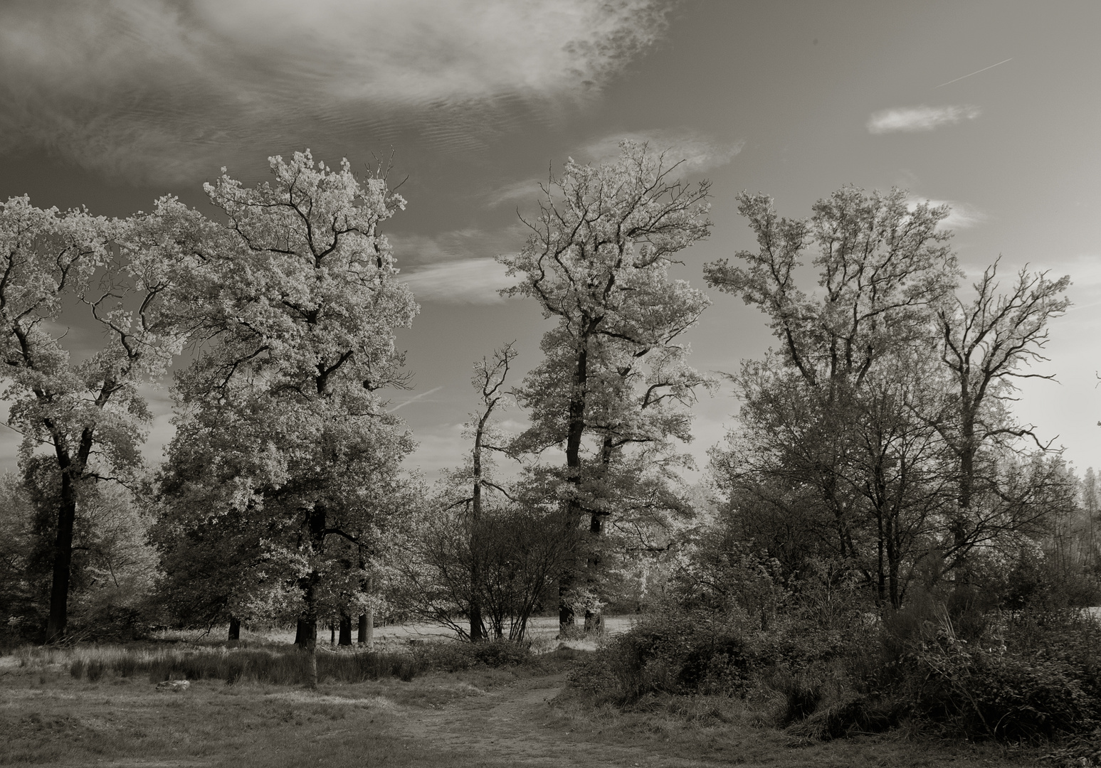 Wahner Heide