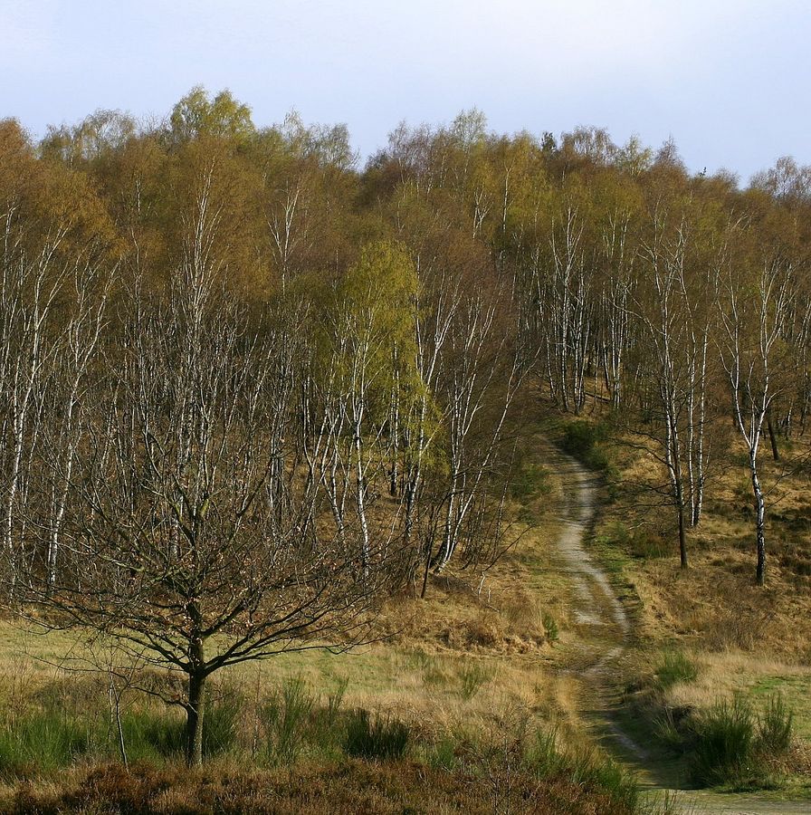 Wahner-Heide