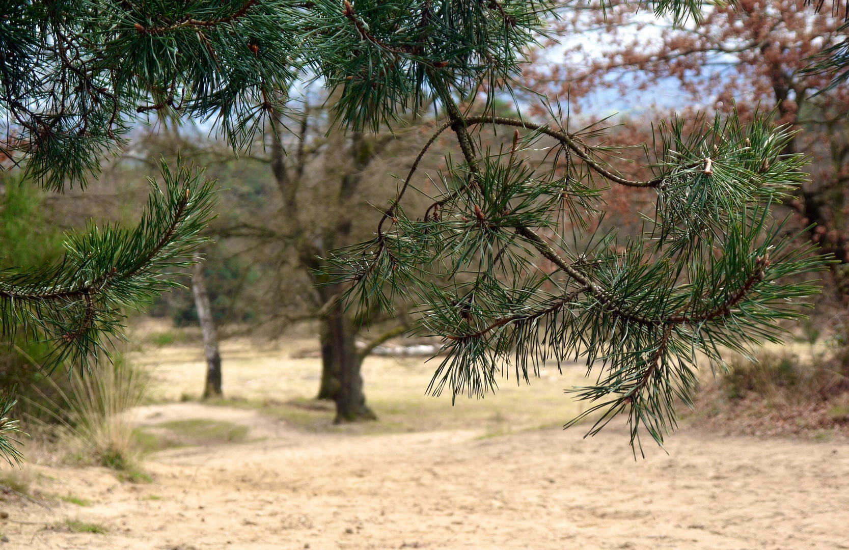 Wahner Heide 2