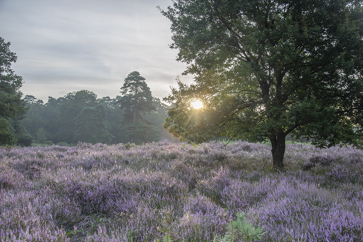 Wahner Heide