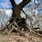 Wahner Heide