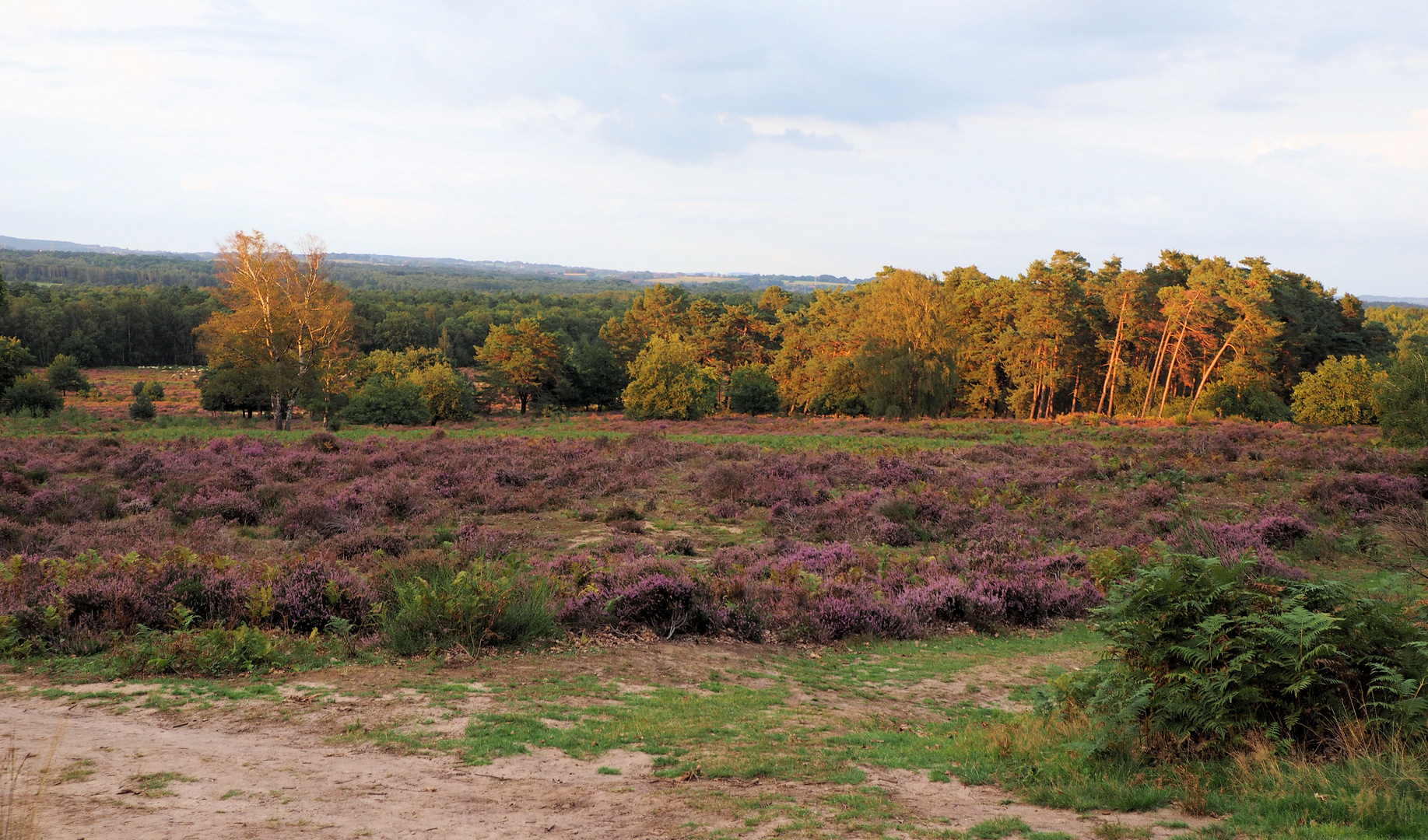 Wahner Heide ….