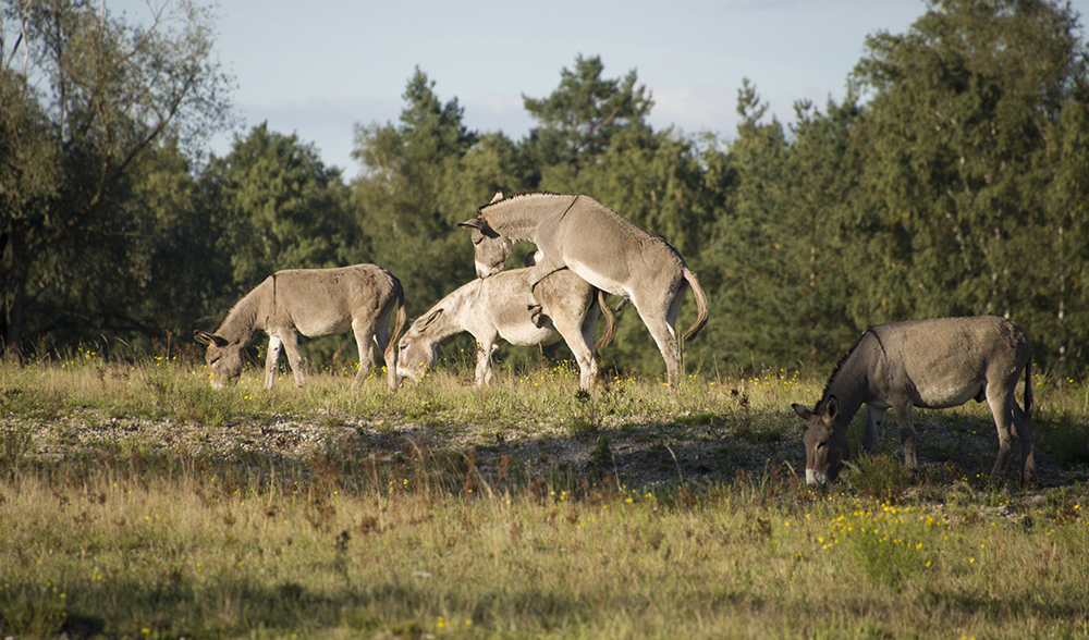 Wahner Heide