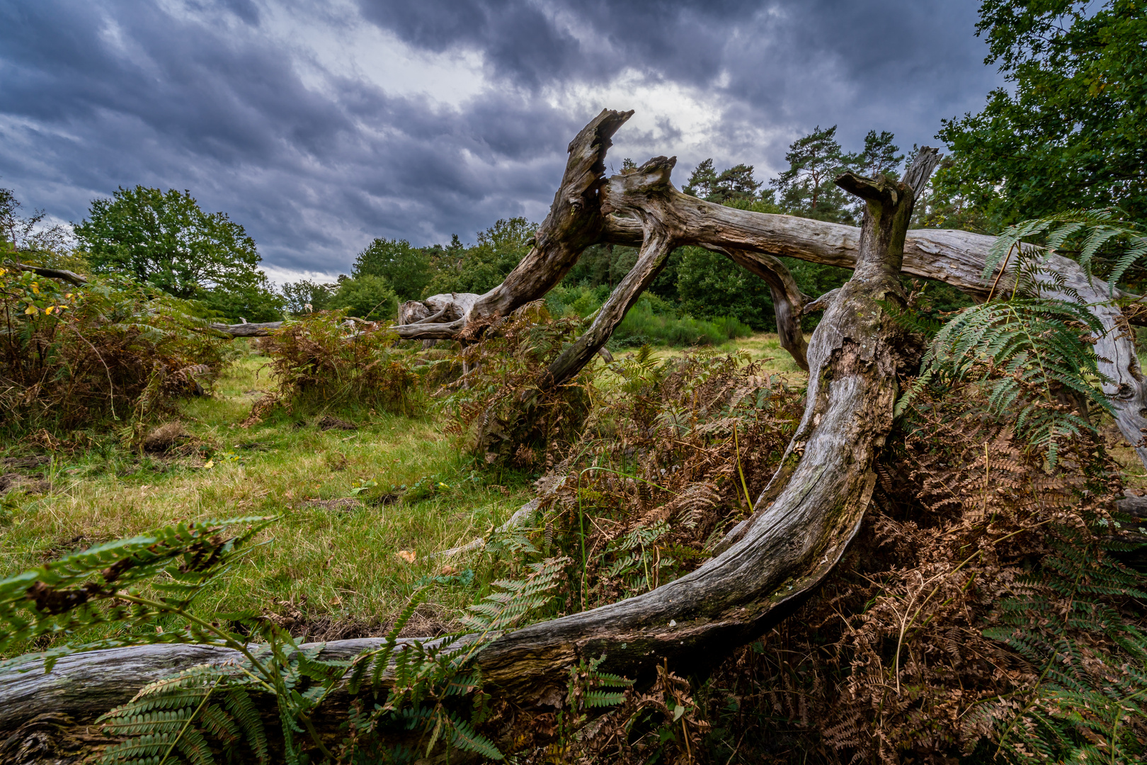 Wahner Heide