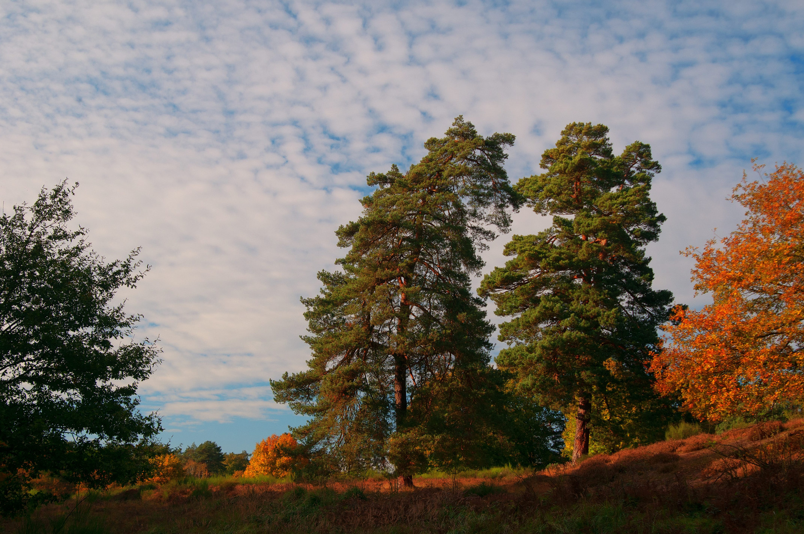 Wahner Heide