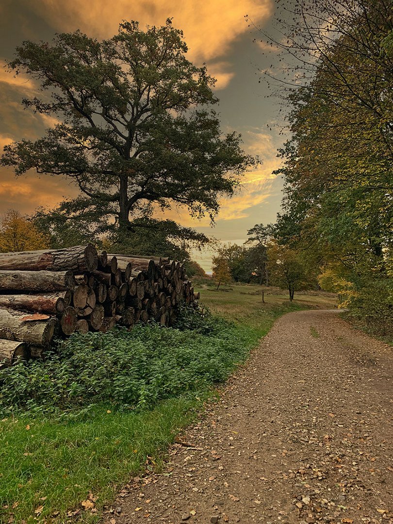 Wahner Heide am frühen Morgen