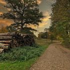 Wahner Heide am frühen Morgen