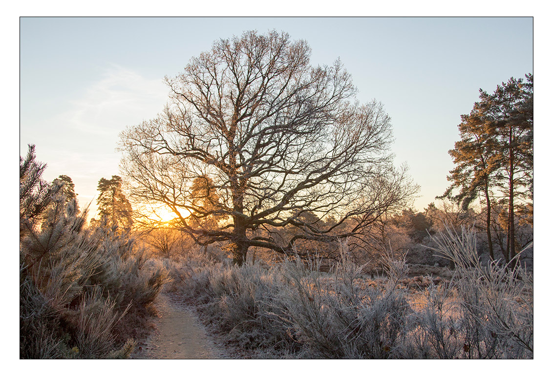 Wahner Heide am frühen Morgen 