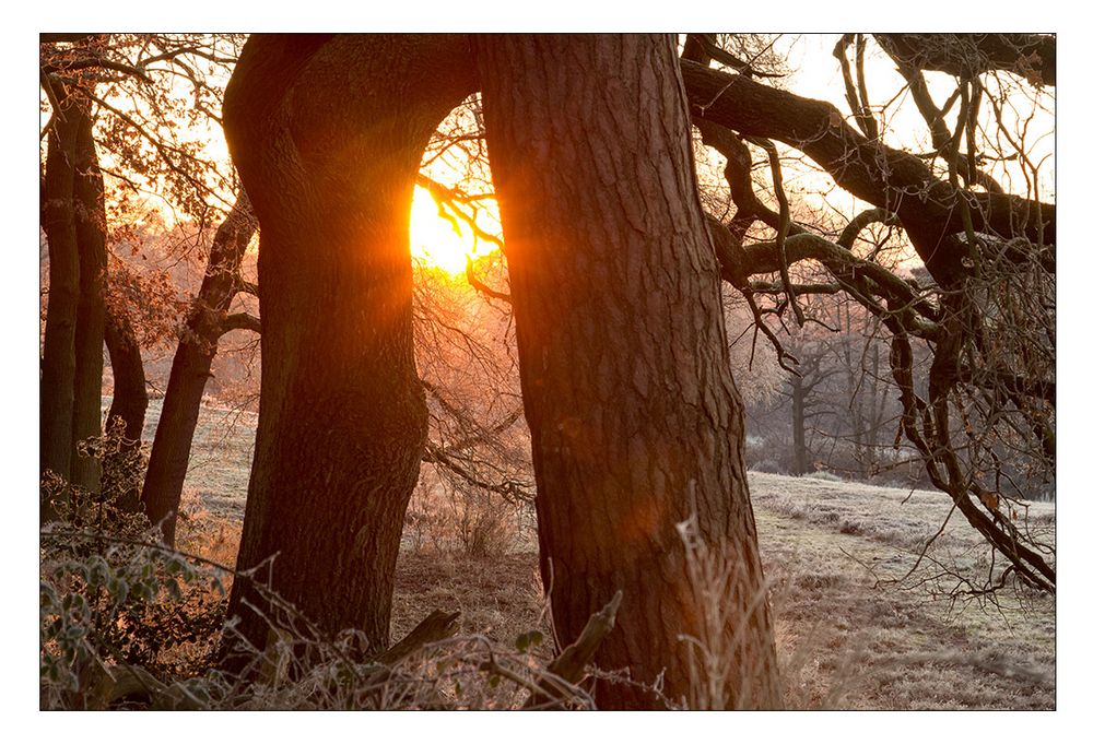 Wahner Heide am frühen Morgen