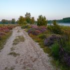 Wahner Heide am Morgen