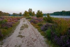 Wahner Heide am Morgen