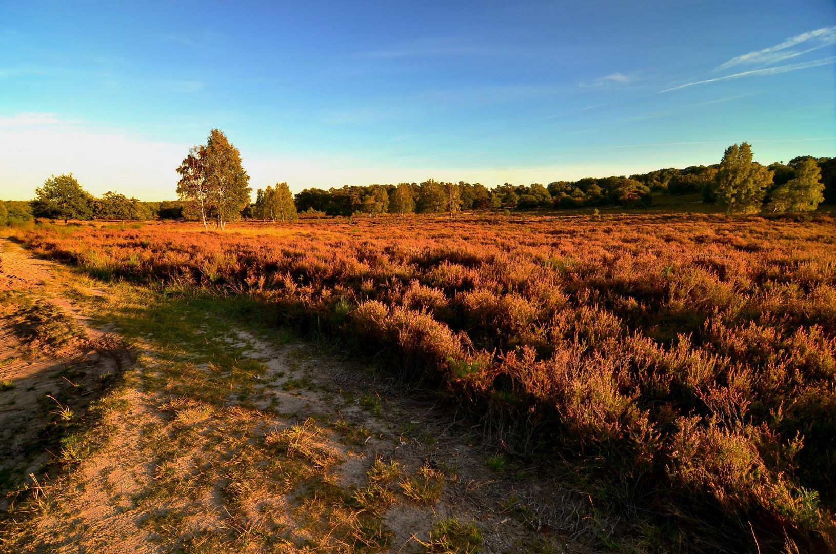 Wahner Heide 