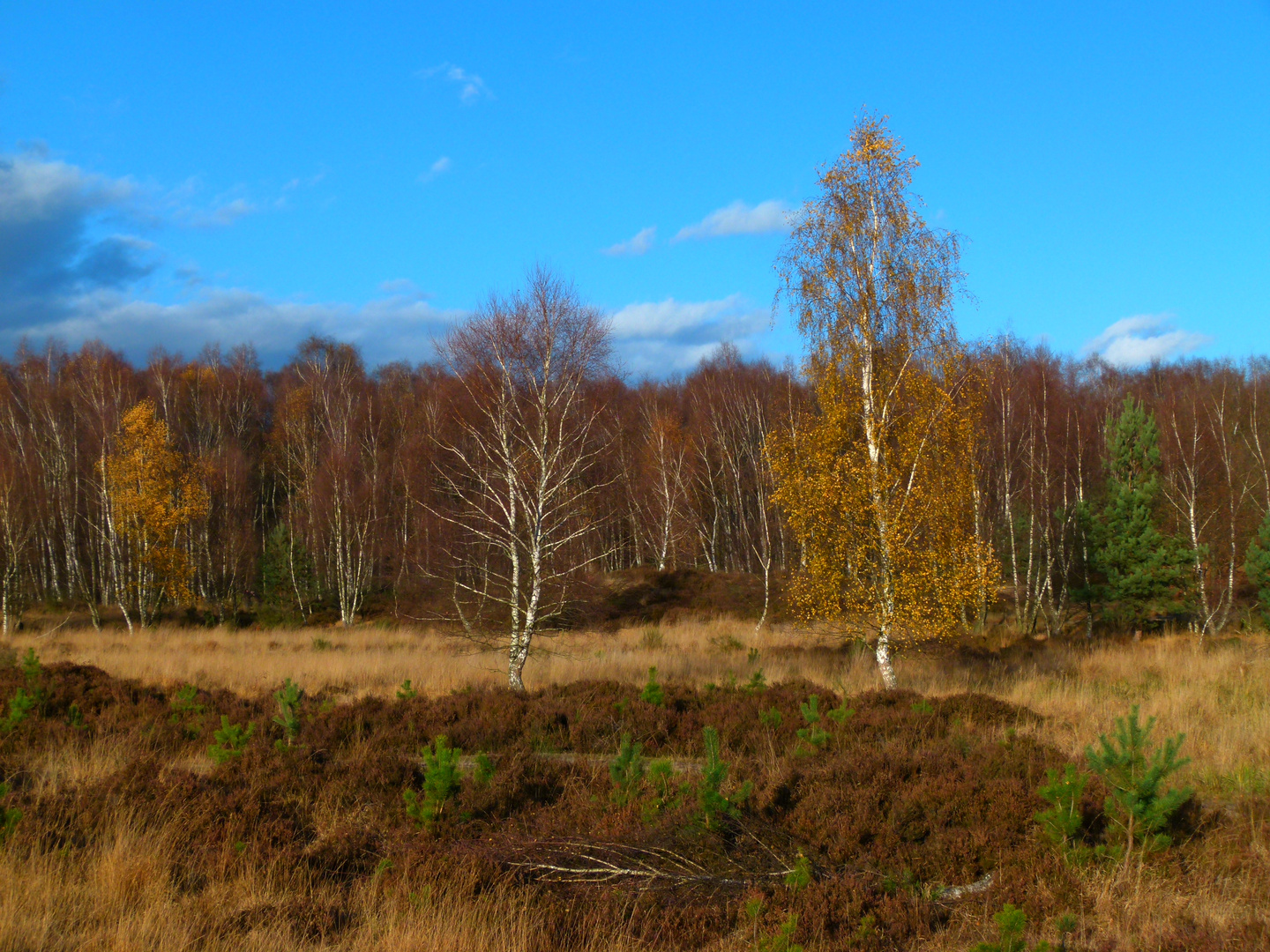 Wahner Heide