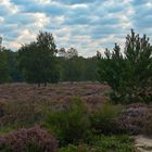 Wahner Heide blüht....