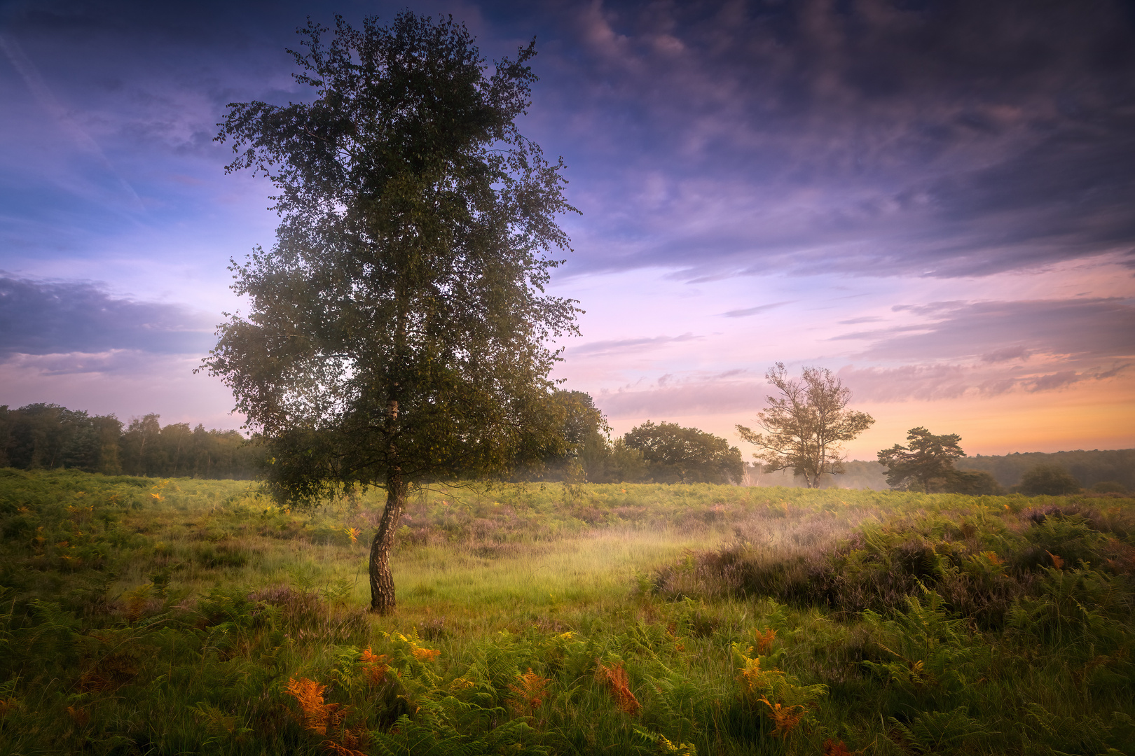 Wahner Heide