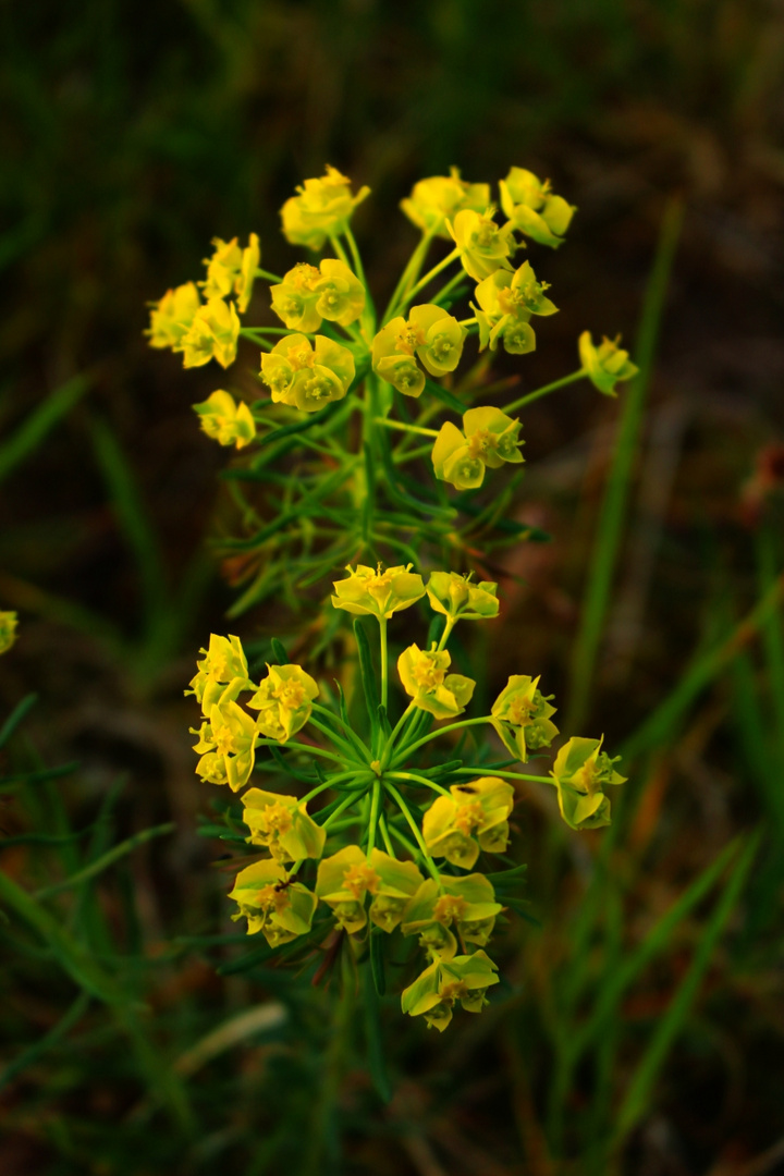 Wahner Heide